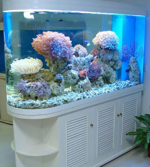 居家养鱼风水讲求，怎么养鱼招财气？