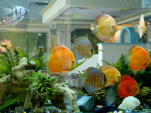 居家养鱼风水讲求，怎么养鱼招财气？