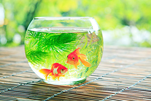 居家养鱼风水讲求，怎么养鱼招财气？